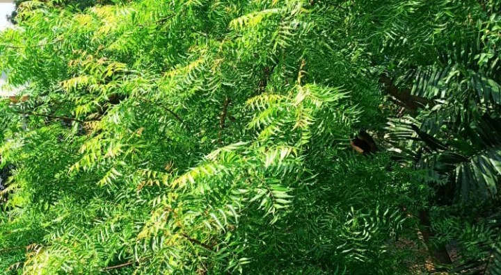 The Neem Tree